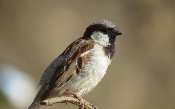 cell phone tower radiation and birds
